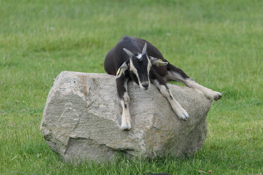 Goat on the farm. A tired goat is taking its afternoon nap on a large stone. It looks very relaxed.