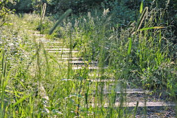 Abandoned railway in the forest