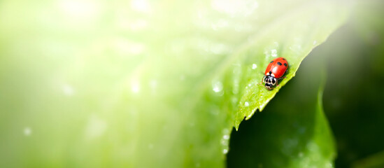 Ladybug sitting on green leaf on a sunny spring or summer day, clean environment eco banner background with fresh juicy tree foliage close-up and sun shine, beautiful nature and macro world