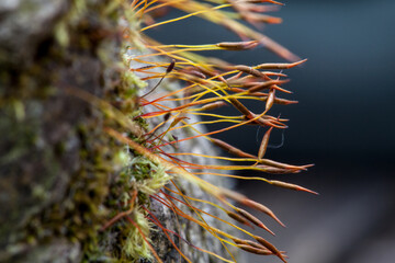 Naklejka na ściany i meble Lichen & moss
