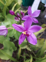 purple orchid in the garden