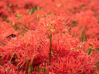 Red spider lily, Saitama, Japan