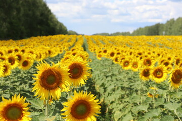 Obraz premium field of sunflowers