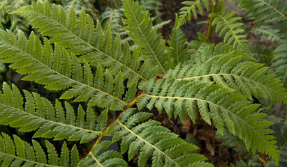 Flora. Closeup view of Cyathea cooperi fern, also known as Australian Tree Fern, beautiful green...