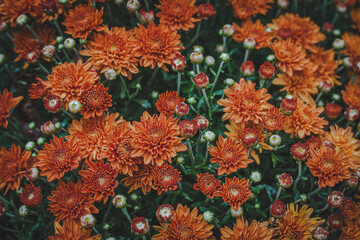 Close up of  orange chrysanthemums