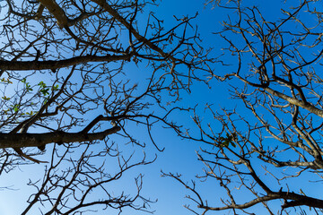natural pattern of tree trunk
