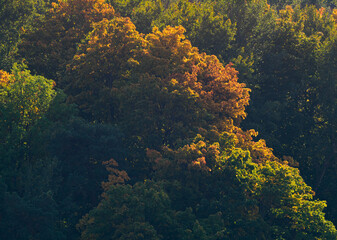 Naklejka na ściany i meble Autumn colored foliage in the forest