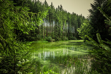Wasserspiegelung an einem Grünen Waldsee