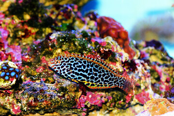 Eastern black-spotted wrasse - Macropharyngodon meleagris