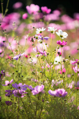 Obraz na płótnie Canvas Cosmos wild flowers in sunshine