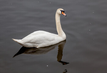 Obraz premium Swan on the river