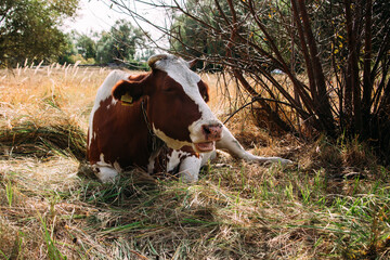 Fototapeta na wymiar White red cow grazing in the field