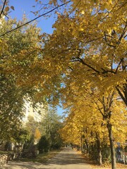 autumn in the park