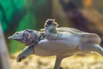 The Chinese Trionyx turtle Pelodiscus sinensis swimming in the aquarium