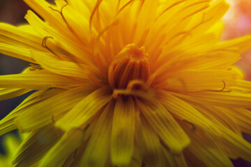 Yellow dandelion flower close up, macro selective focus. High quality photo