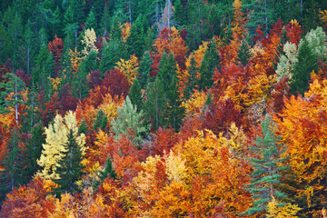 The top of the trees with various autumn colors leaves
