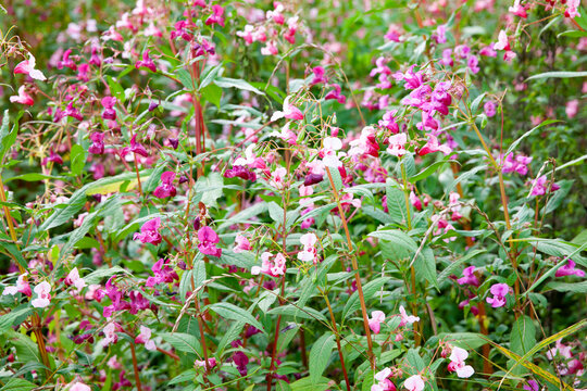 Dr&uuml;siges Springkraut  Impatiens glandulifera