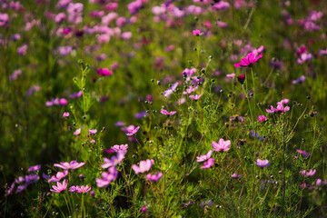 Cosmos wild flowers in sunshine