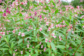 Drüsiges Springkraut  Impatiens glandulifera