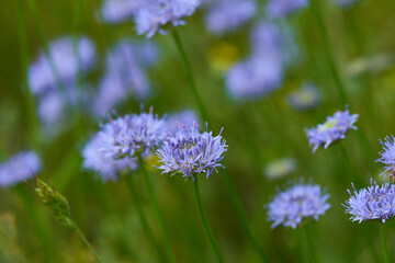 Sandrapunzeln, auch Sandglöckchen genannt	
