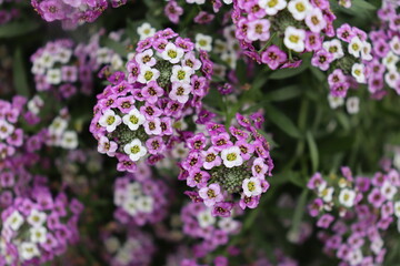 flowers in the garden