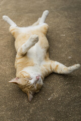 cat sleep,A yellow cat lying on the cement floor,Is a Thai cat