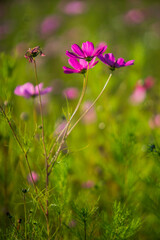 Cosmos wild flowers in sunshine