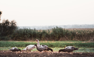Obraz premium A flock of poultry. Village ducks and geese. White and gray domestic geese walk on the street and nibble grass.