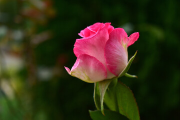 A beautiful pink rose on a blurred background in the garden.