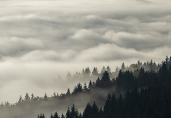 Trees in morning fog. Autumn scene on mountain.