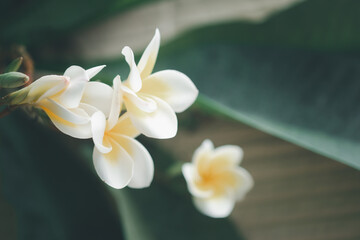 White frangipani tropical flower on tree