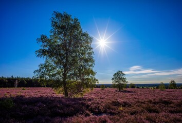 Heidefläche am Wietzer Berg