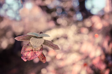 autumn leaves in the forest, boket background