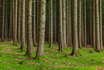 Baumstämme von Tannenbäumen im Nadelwald mit Waldboden