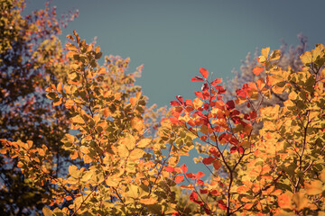 autumn leaves in the sun