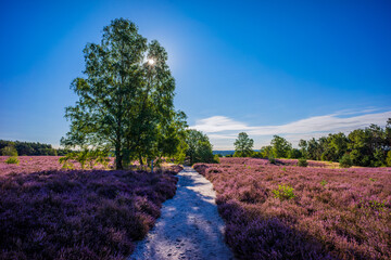 Heidefläche am Wietzer Berg - Heidschnuckenweg