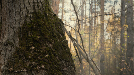 Fototapeta premium trees in the fog