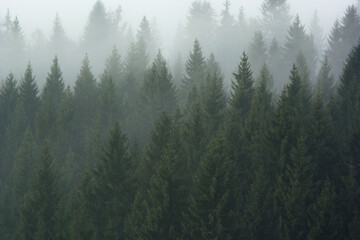 Forest in the morning mist in the mountain. Spruce tops in fog in autumn.