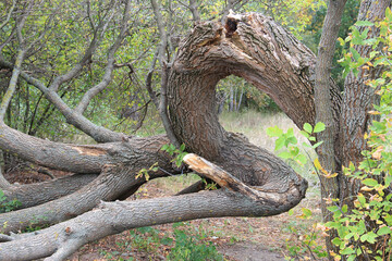 ugly twisted tree in the wild forest