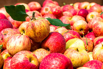 Red apples picked from the farm and selected in the box, ready to be sold. Organic product