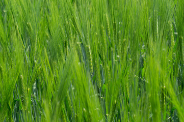 Fototapeta na wymiar Green spikelets of barley grow in a field on a Sunny day, texture. 
