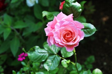 pink rose in garden