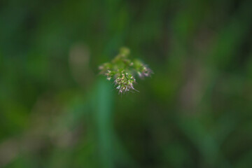 closeup of the grass