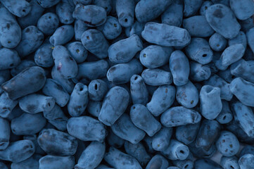 Blue honeysuckle, edible berries.Blue berries have a pleasant sweet and sour taste.Honeysuckle was...