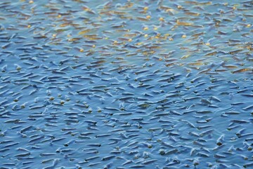 school of fish over the surface of water in a lake
