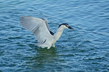 black crowned heron hunting for fish in a lake