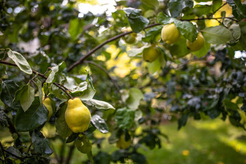 Reife Birnenquitte Quitte hängt am Baum