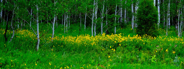 Aspen Trees in Meadow with Yellow Sunflowers Lush Green