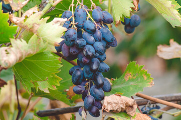 A large beautiful brush of ripe blue grapes grows in the vineyard.