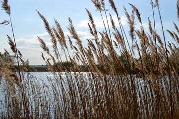 reeds on the bank of lake